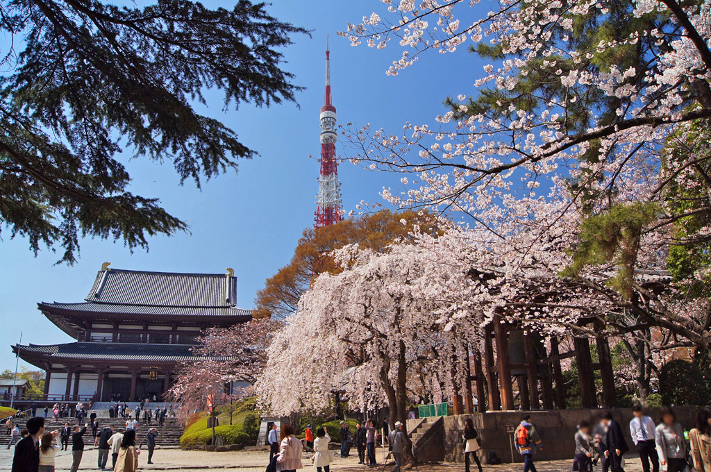 Spring view of Zōjō-ji and Tokyo Tower with cherry blossoms